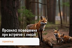 ПАМЯТКА О ПРАВИЛАХ ПОВЕДЕНИЯ ПРИ ВСТРЕЧЕ С ЛИСОЙ