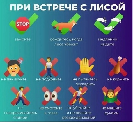 ПАМЯТКА О ПРАВИЛАХ ПОВЕДЕНИЯ ПРИ ВСТРЕЧЕ С ЛИСОЙ